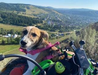 Собака – путешественница преодолела путь из Казахстана в Санкт-Петербург